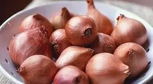 Shallot